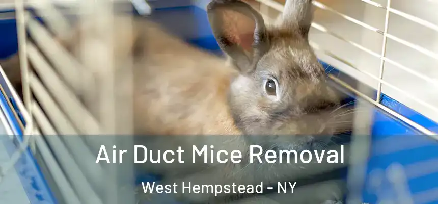 Air Duct Mice Removal West Hempstead - NY